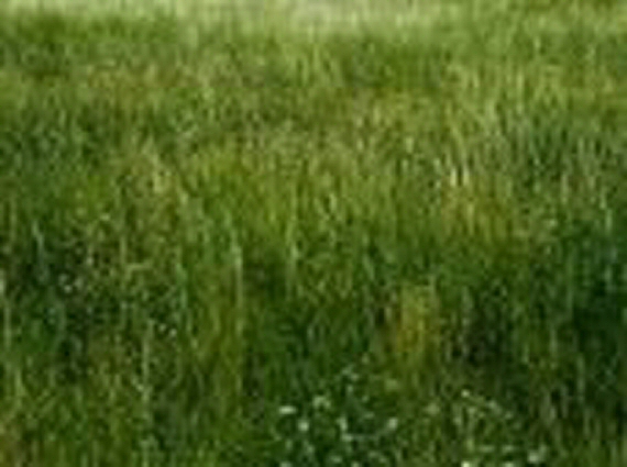 ground/wiese01.jpg